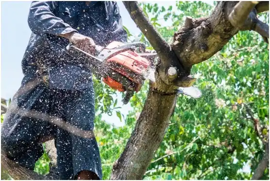 tree services Castalian Springs